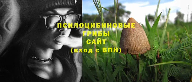 закладка  Валдай  Галлюциногенные грибы Cubensis 